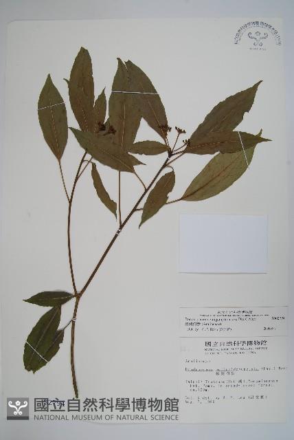 臺灣樹參藏品圖，第1張
