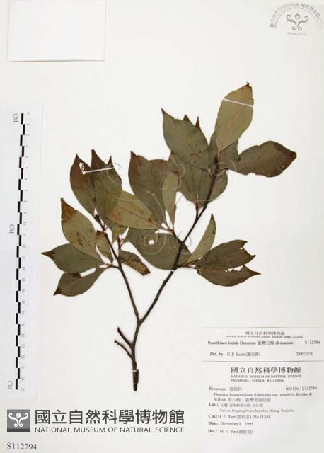 臺灣石楠藏品圖，第1張