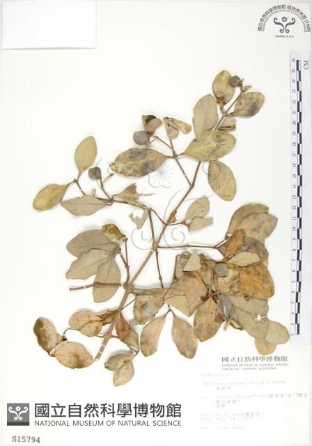 海茄苳藏品圖，第1張