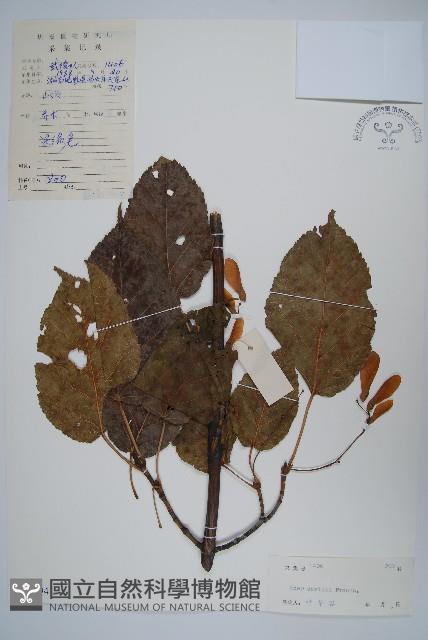 青榨槭藏品圖，第1張