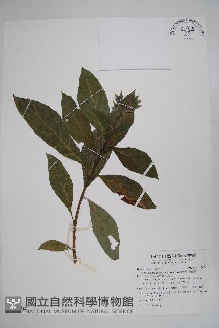 假酸漿藏品圖，第1張