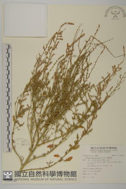 變葉藜藏品圖，第1張