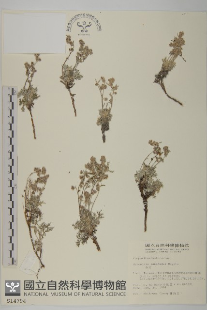 山艾藏品圖，第1張