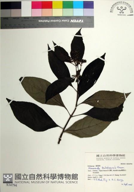 台北玉葉金花藏品圖，第1張