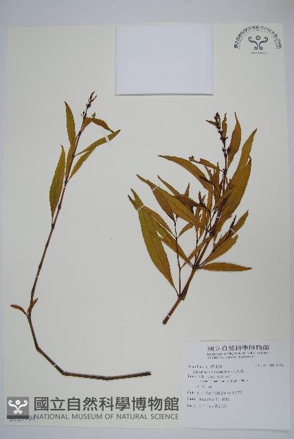 小駁骨丹、尖尾鳳藏品圖，第1張