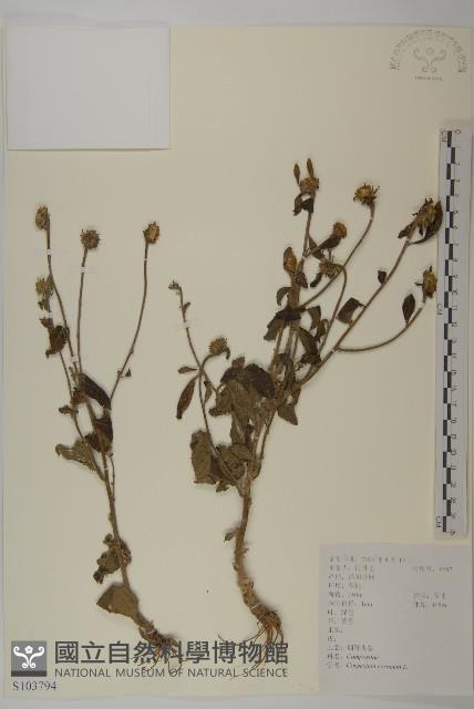 杓兒菜藏品圖，第1張