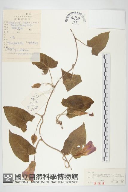 寬葉打碗花藏品圖，第1張