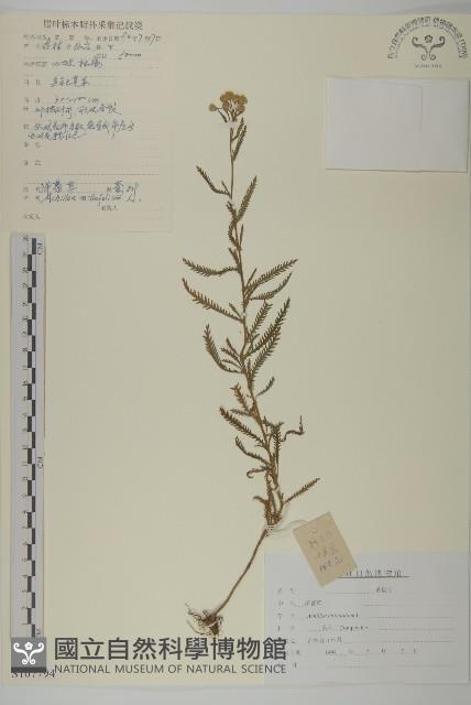 洋蓍草、千葉蓍藏品圖，第1張