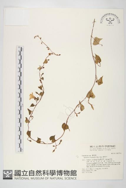 野牽牛藏品圖，第1張