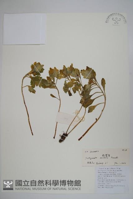 三角咪草藏品圖，第1張