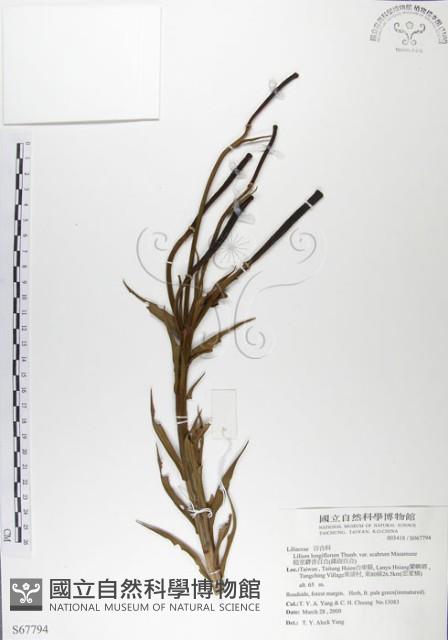 粗莖麝香百合、糙莖麝香百合、鐵炮百合藏品圖，第1張