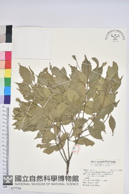 油葉石櫟藏品圖，第1張