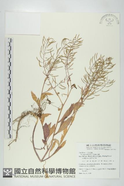 葶藶藏品圖，第1張