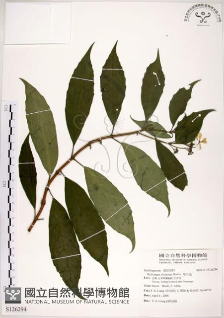 華八仙藏品圖，第1張