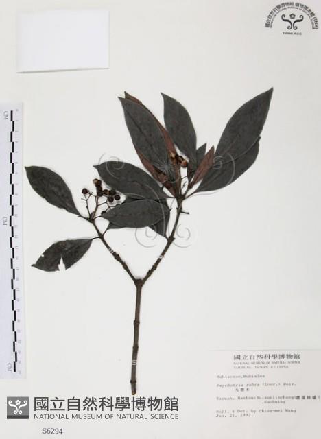 九節木、牛屎烏、青龍吐霧藏品圖，第1張