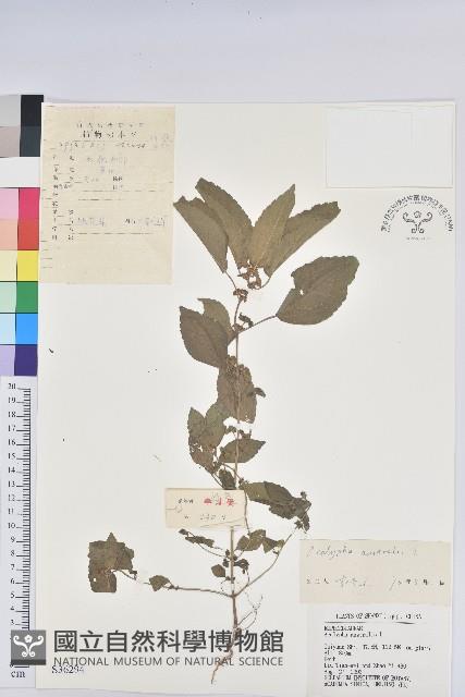 鐵莧菜藏品圖，第1張