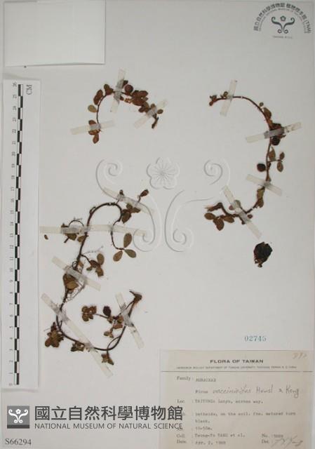 越橘葉蔓榕藏品圖，第1張