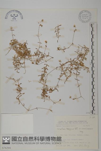 玉山卷耳藏品圖，第1張