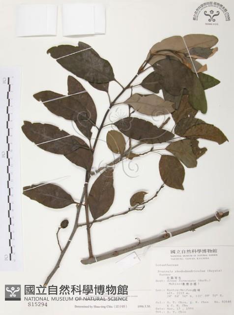 杜鵑桑寄生藏品圖，第1張