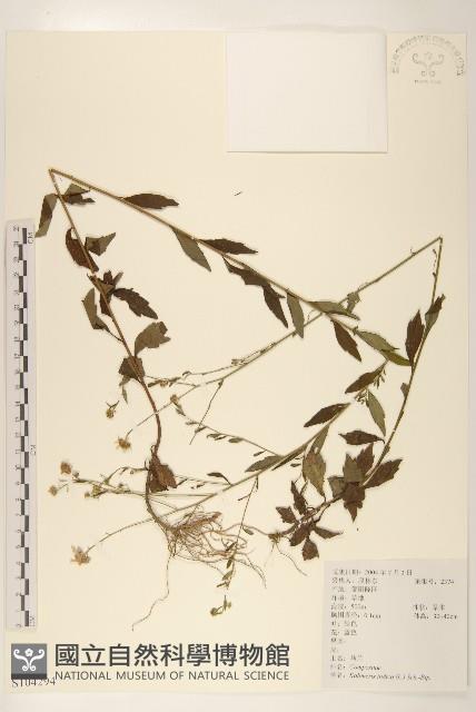 雞兒腸藏品圖，第1張