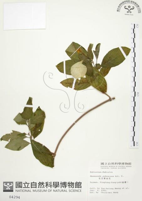 毛玉葉金花藏品圖，第1張