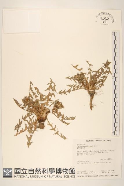 西洋蒲公英藏品圖，第1張