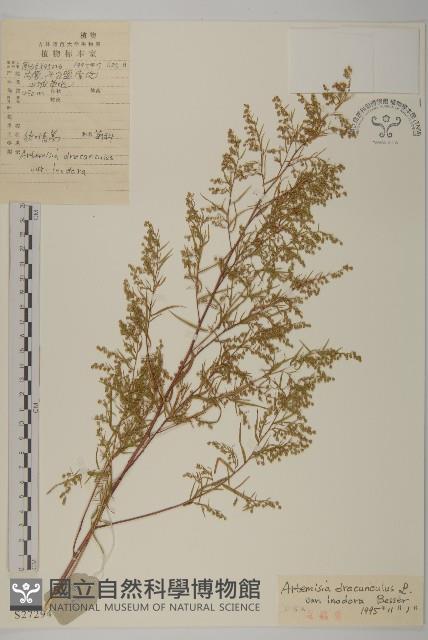 狹葉青蒿藏品圖，第1張