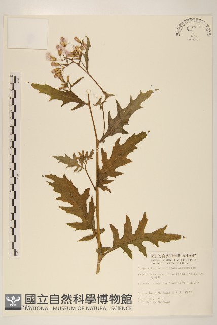飛機草藏品圖，第1張