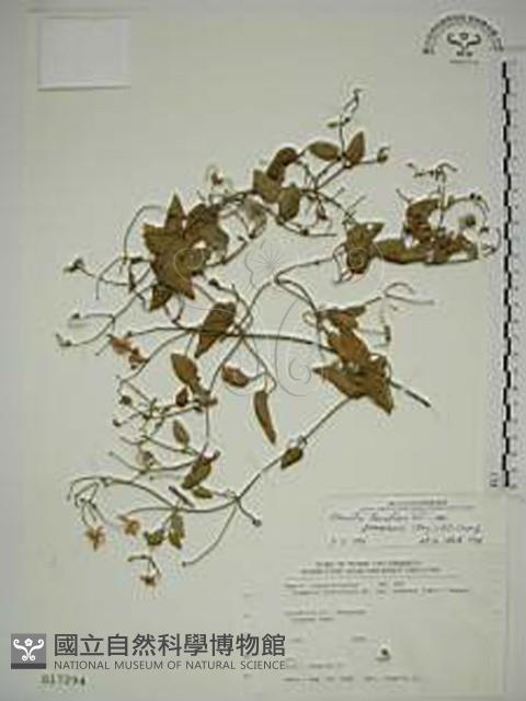 鵝鑾鼻鐵線蓮藏品圖，第1張