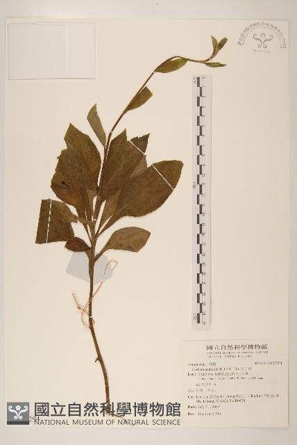 大丁草藏品圖，第1張