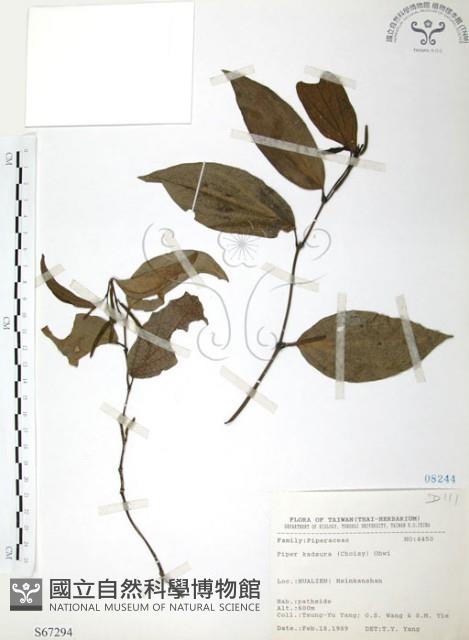 風藤藏品圖，第1張