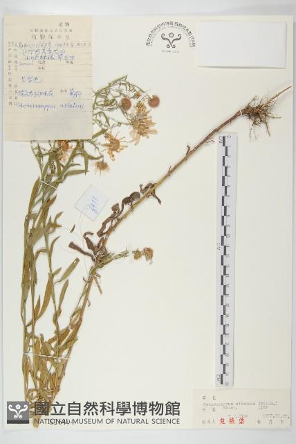 阿爾泰狗哇花藏品圖，第1張