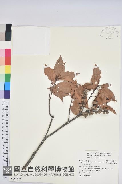 三斗石櫟藏品圖，第1張