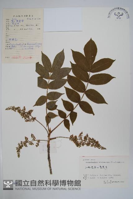 毛漆樹藏品圖，第1張