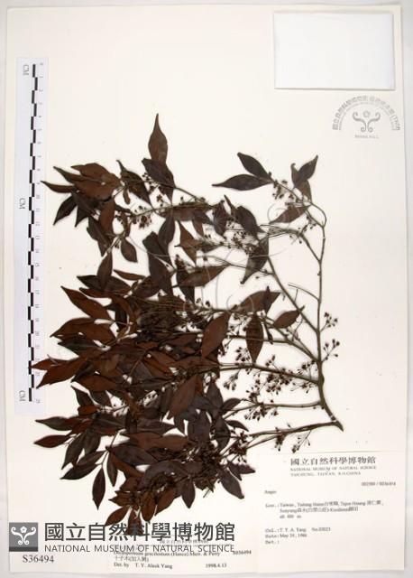 十子木、加入舅藏品圖，第1張