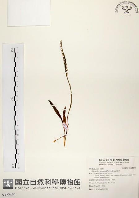 綬草藏品圖，第1張