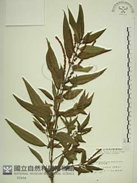 密花苧麻、木苧麻藏品圖，第1張
