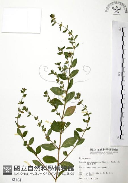 克非亞草藏品圖，第1張