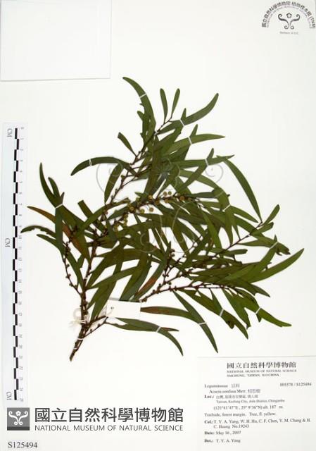 相思樹藏品圖，第1張