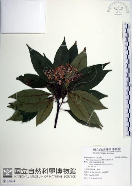 腺葉杜英藏品圖，第1張