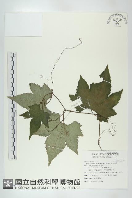 槭葉括摟藏品圖，第1張