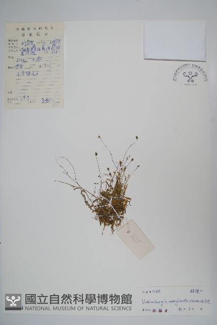 Gentian rockbell Collection Image, Figure 1, Total 2 Figures