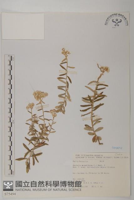 玉山抱莖籟簫藏品圖，第1張