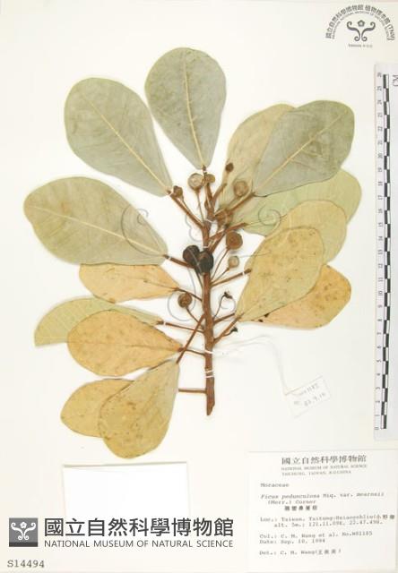 鵝鑾鼻蔓榕藏品圖，第1張