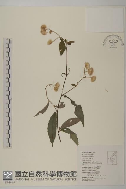 大頭艾納香藏品圖，第1張