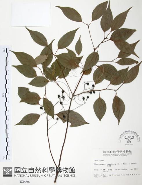 樟樹藏品圖，第1張