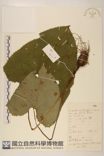 戟葉橐吾藏品圖，第1張