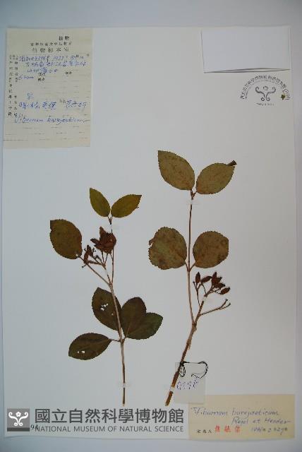 暖條莢迷藏品圖，第1張