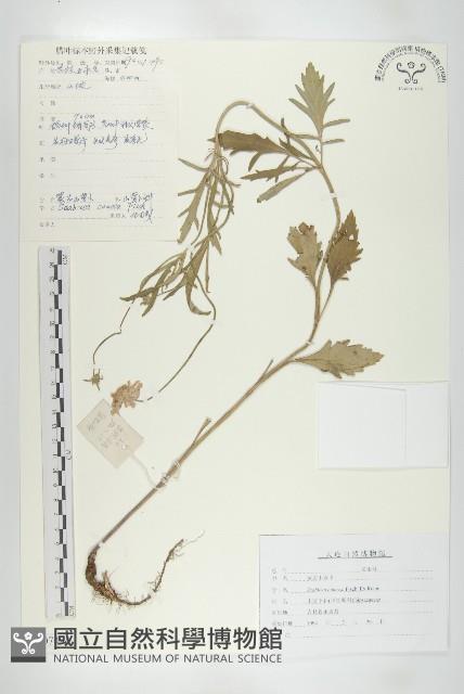 窄葉藍盆花藏品圖，第1張