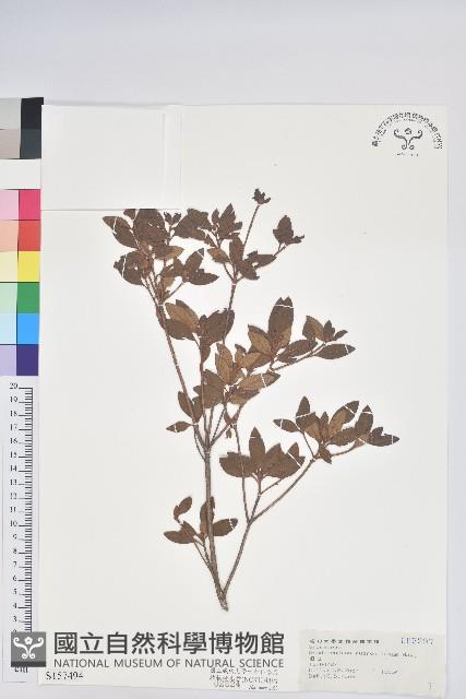 紅毛杜鵑藏品圖，第1張